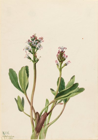 Mosebønne (Menyanthes trifoliata) af Mary Vaux Walcott