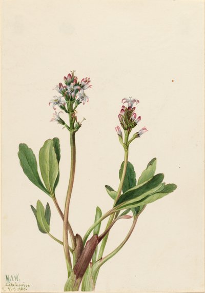 Bogbean Menyanthes trifoliata, 1925. af Mary Vaux Walcott
