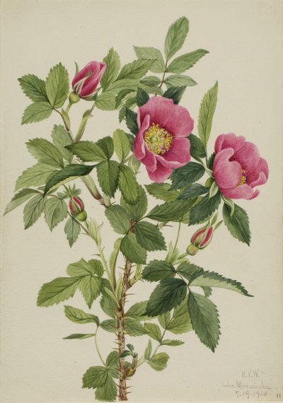 Rosenknop (Rosa bourgeauiana) af Mary Vaux Walcott