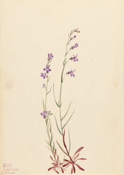 Bæklobelie (Lobelia kalmii) af Mary Vaux Walcott