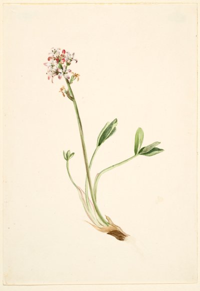 Bukkeblad (Menyanthes trifoliata) af Mary Vaux Walcott