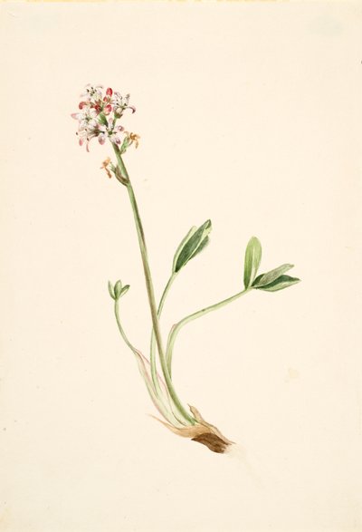 Bukkebønner Menyanthes trifoliata, ca. 1900-1920. af Mary Vaux Walcott