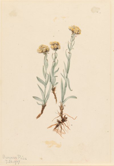Kæmpenatlys (Antennaria luzuloides) af Mary Vaux Walcott