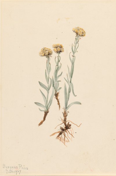 Buff Pussytoes Antennaria luzuloides, 1917. af Mary Vaux Walcott