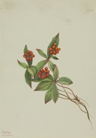 Bunchberry (Cornus canadensis) af Mary Vaux Walcott