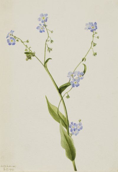 Bur-forglem-mig-ej Lappula diffusa, 1903. af Mary Vaux Walcott