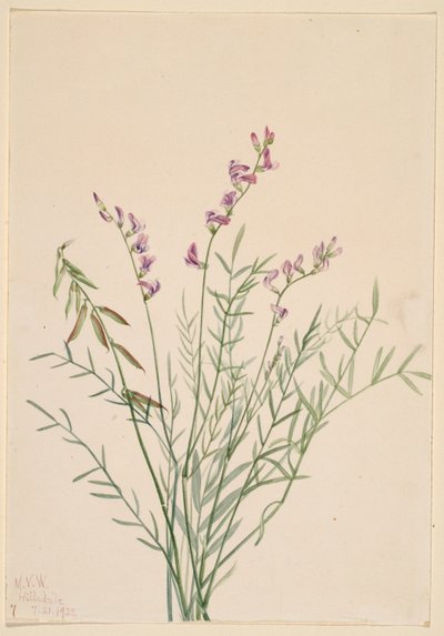 Burgess-mælkebøtte (Astragalus bourgovii) af Mary Vaux Walcott