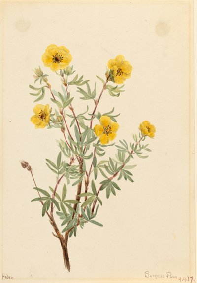 Bush Cinquefoil Potentilla fruticosa, 1917. af Mary Vaux Walcott