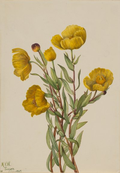 Bushpoppy Dendromecon Rigidum, 1927. af Mary Vaux Walcott
