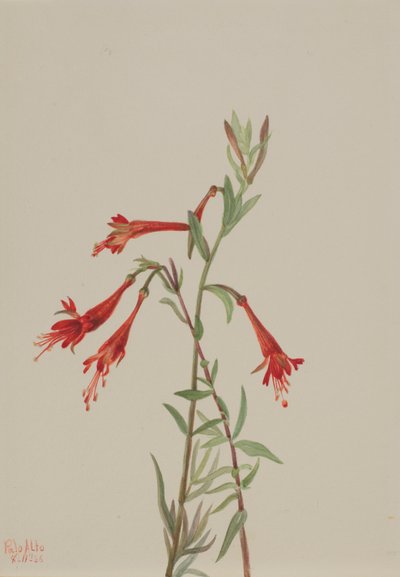 Californisk fuschia (Zauschneria californica) af Mary Vaux Walcott