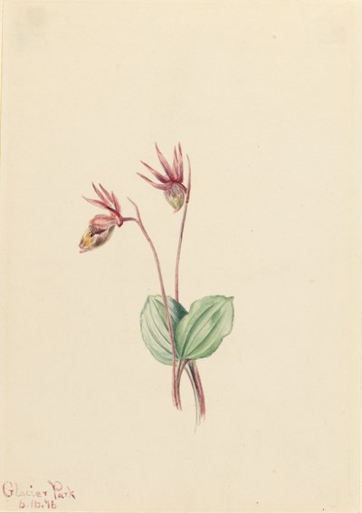 Calypso (Cytherea bulbosa) af Mary Vaux Walcott