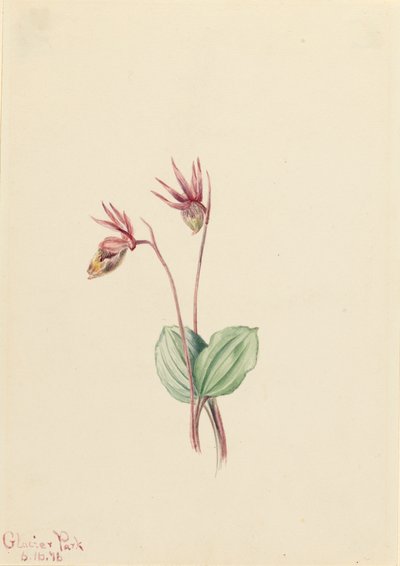 Calypso Cytherea bulbosa, 1916. af Mary Vaux Walcott