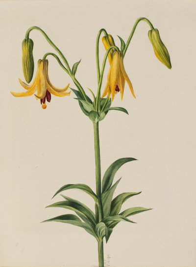 Kanadalilje (Lilium canadense) af Mary Vaux Walcott