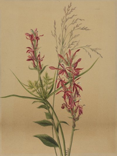 Kardinalblomst Lobelia cardinalis, 1878. af Mary Vaux Walcott