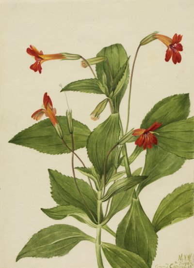 Cardinal Monkey Flower Mimulus cardinalis, 1927. af Mary Vaux Walcott