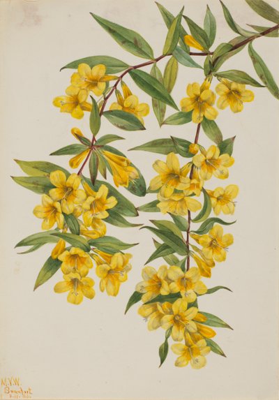 Carolina-jessamin (Gelsemium sempervirens) af Mary Vaux Walcott
