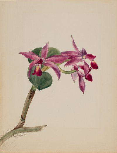 Cattlaya superbus af Mary Vaux Walcott