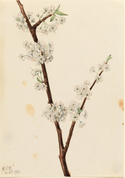 Chickasaw-blomme (Prunus angustifolia) af Mary Vaux Walcott