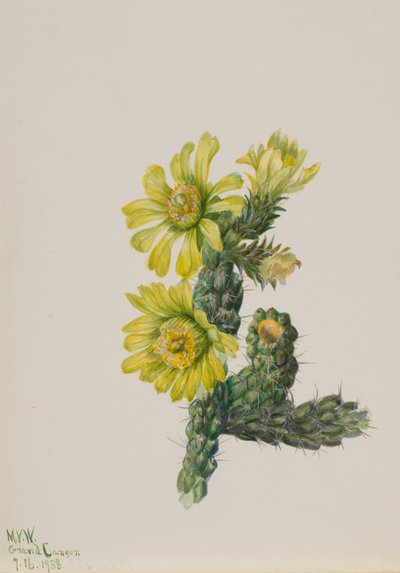 Cholla Opuntia whipplei, 1938. af Mary Vaux Walcott
