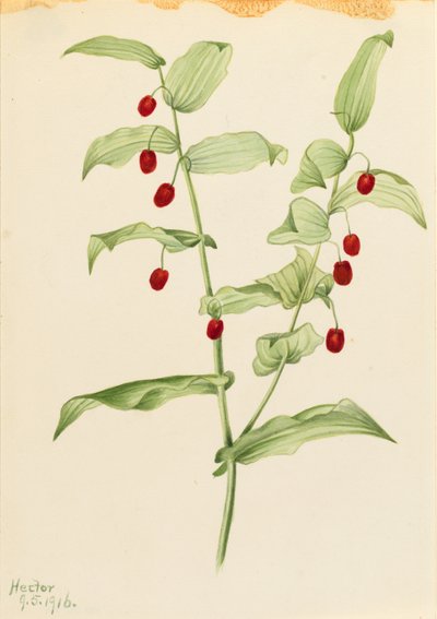 Snoet stilk (Streptopus amplexifolius) af Mary Vaux Walcott