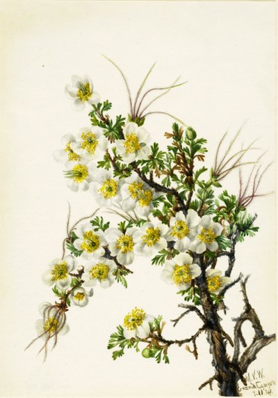Cliffrose Cowania stansburiana, 1934. af Mary Vaux Walcott