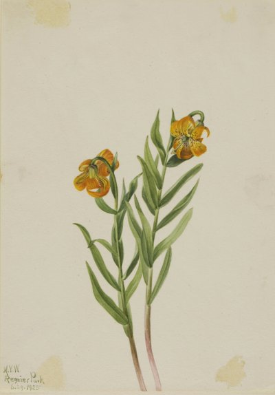 Columbia-lilje (Lilium columbianum) af Mary Vaux Walcott