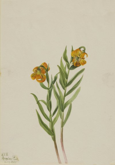 Columbia Lily Columbia Lily, 1925. af Mary Vaux Walcott
