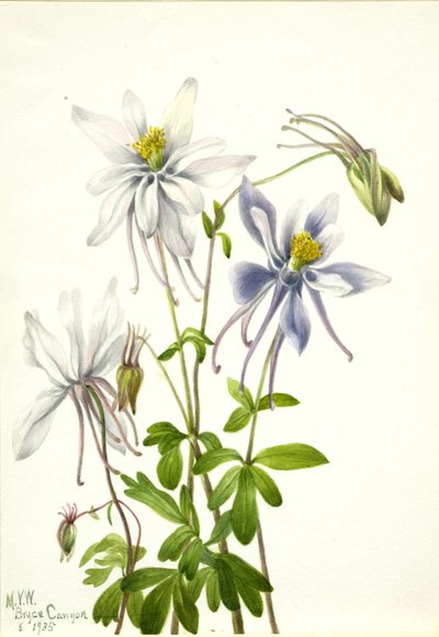 Akeleje (Aquilegia ecalcarata) af Mary Vaux Walcott