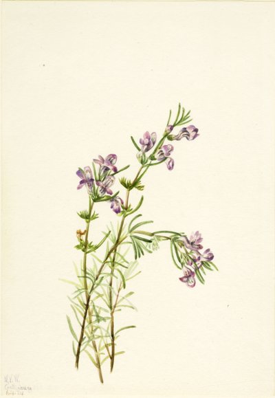 Conradina verticillata, 1934. af Mary Vaux Walcott