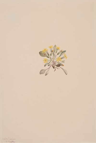 Elegante crepes, 1904. af Mary Vaux Walcott