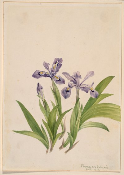 Kranset iris (Iris cristata) af Mary Vaux Walcott