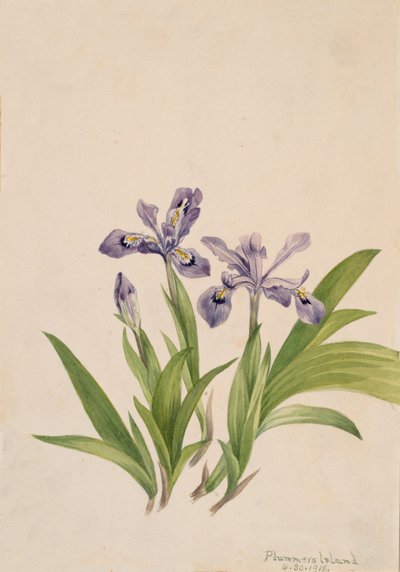Crested Iris Iris cristata, 1918. af Mary Vaux Walcott