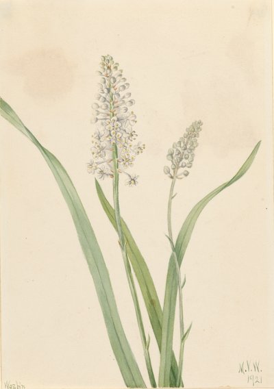 Crowpoison Chrosperma muscaetoxicum, 1921. af Mary Vaux Walcott
