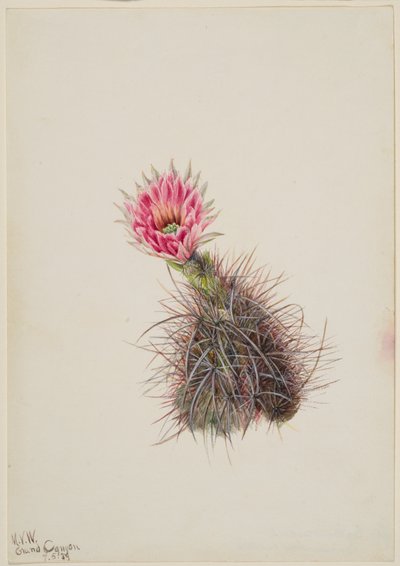 Agurkaktus, 1939. af Mary Vaux Walcott