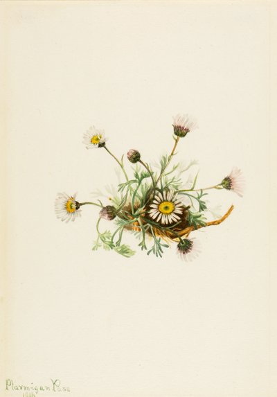 Cut-Leaf Fleabane Erigeron kamp, ​​1916. af Mary Vaux Walcott