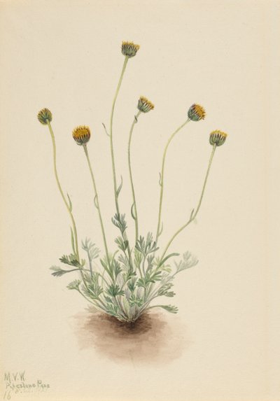 Cut Leaf Fleabane Erigeron tændstik nøgen, 1921. af Mary Vaux Walcott