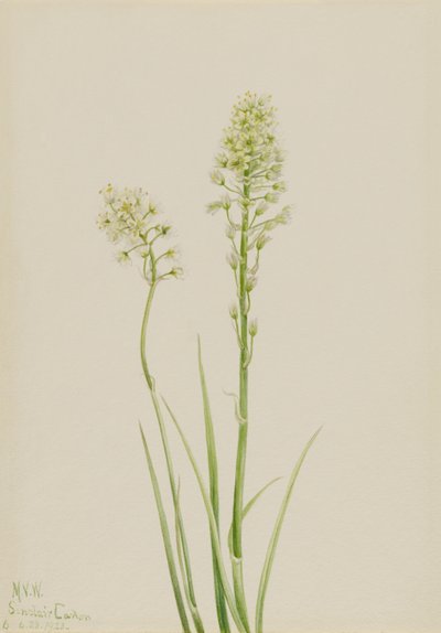 Dødskamæle (Zygadenus venenosus) af Mary Vaux Walcott