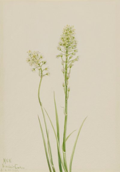 Døden Camas Zygadenus giftig, 1923. af Mary Vaux Walcott