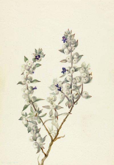 Salvie fra Death Valley (Salvia funerea) af Mary Vaux Walcott