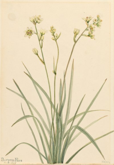 Deathcamas Zygadenus elegans, 1917. af Mary Vaux Walcott