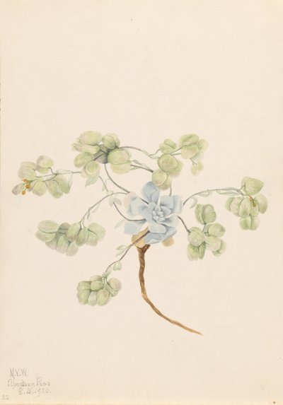 Dobbelt blærerod (Physaria didymocarpa) af Mary Vaux Walcott