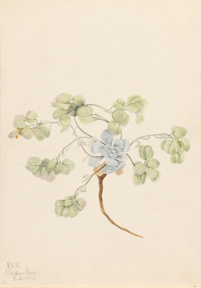 Dobbelt blærepod Physaria didymocarpa, 1920. af Mary Vaux Walcott
