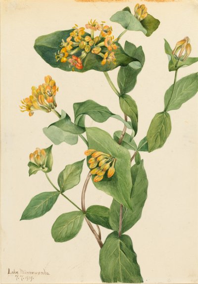 Douglas-kaprifolium (Lonicera glaucescens) af Mary Vaux Walcott