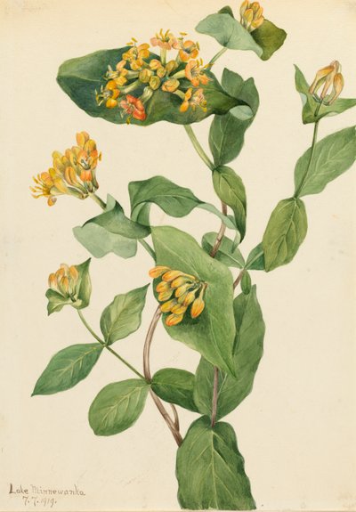 Douglas Honeysuckle Lonicera glaucescens, 1919. af Mary Vaux Walcott
