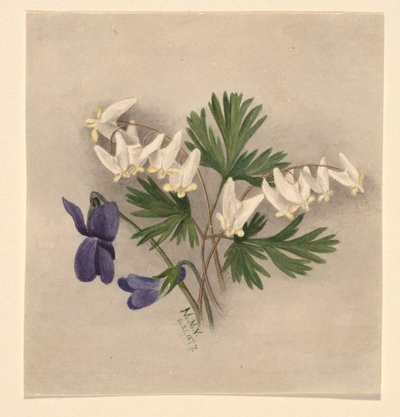 Hollænderbukser (Bikukulla cucullaria) af Mary Vaux Walcott
