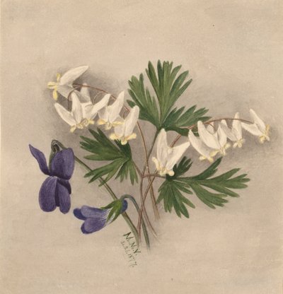 Hollænderbukser Bikullaria, af Mary Vaux Walcott