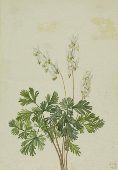Hollænderbryst (Bikukulla cucullaria) af Mary Vaux Walcott