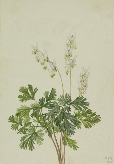 hollænderbukser bicullære, af Mary Vaux Walcott