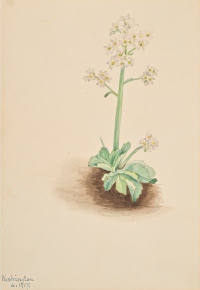 Tidlig Saxifrage Saxifraga virginiensis, 1917. af Mary Vaux Walcott
