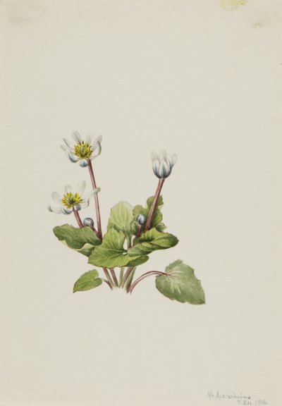 Elkslip Caltha leptosepala, 1916. af Mary Vaux Walcott